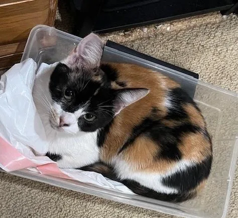 A young medium-sized female Calico Domestic Short Hair cat named Pipsqueak for adoption in Sherman Oaks, CA