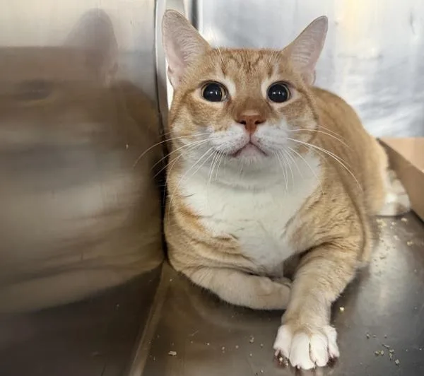 An adult large-sized male Domestic Short Hair cat named Meow for adoption in New York, NY