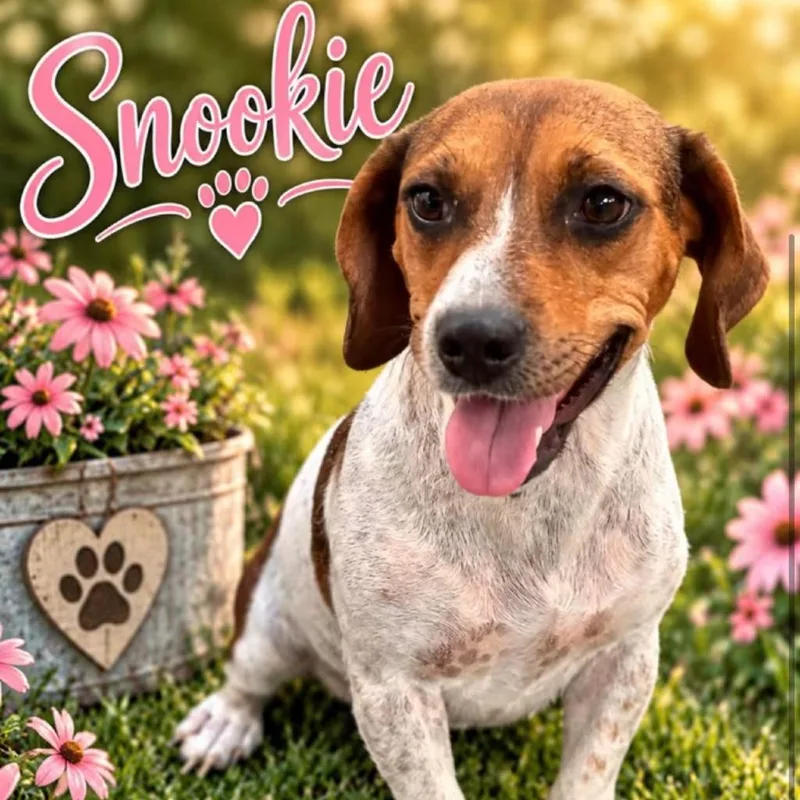 A young small-sized female Red / Chestnut / Orange Beagle dog named Snookie for adoption in Grand Junction, CO