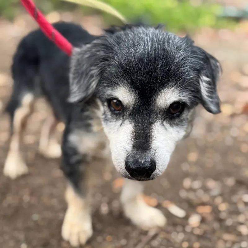 Riley Green Chino Hills