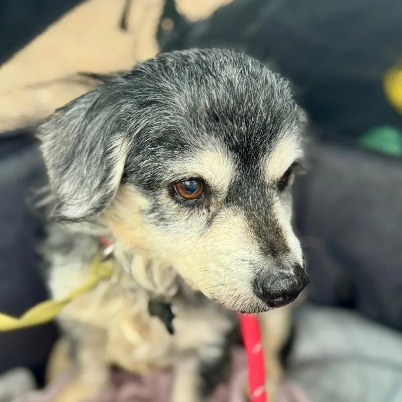 Riley Green Chino Hills thumbnail 2