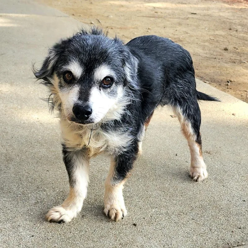 Riley Green Chino Hills thumbnail 4