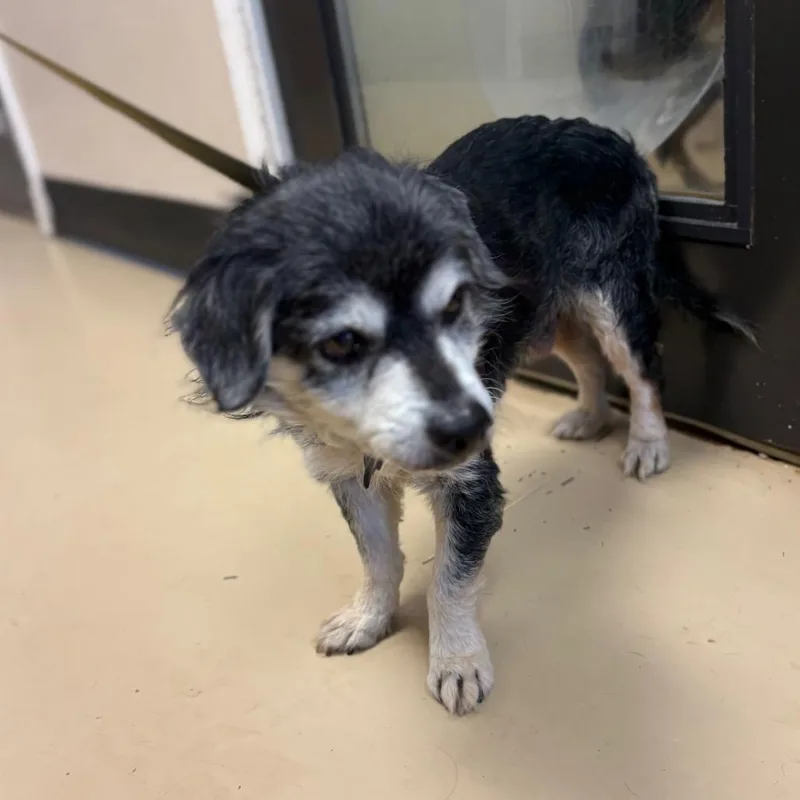 Riley Green Chino Hills thumbnail 5