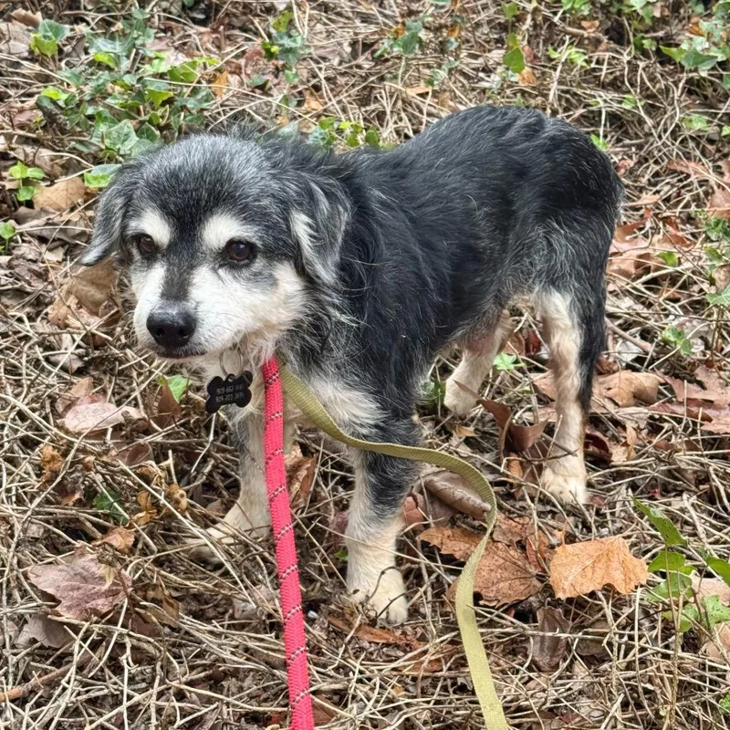 Riley Green Chino Hills thumbnail 6