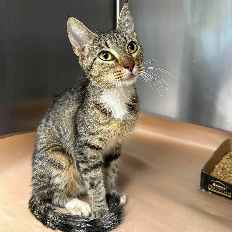 A young medium-sized female Buff / Tan / Fawn Domestic Short Hair cat named Ginny for adoption in Bastrop, TX