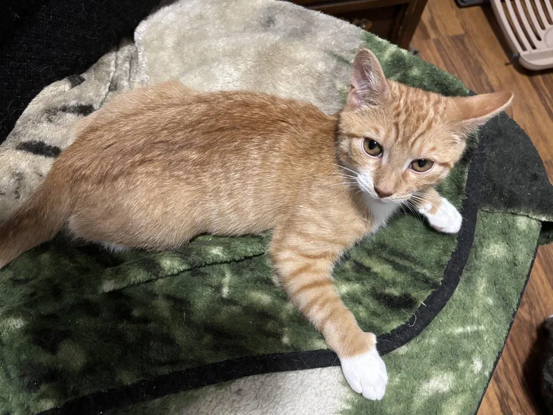 A baby medium-sized male Orange & White Domestic Short Hair cat named Mitch for adoption in Naugatuck, CT