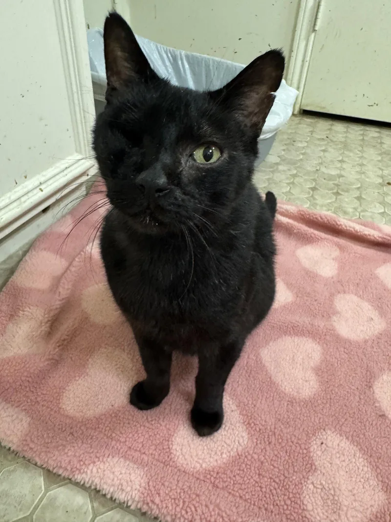 An adult medium-sized male Black Tabby cat named Kit Kat for adoption in MONTGOMERY, TX