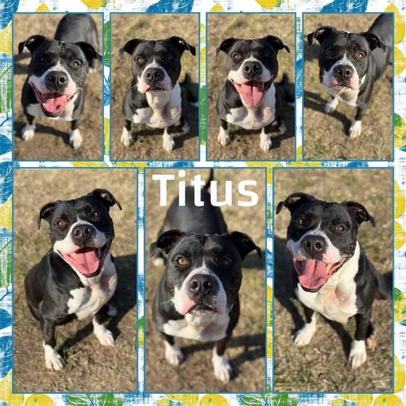 Titus thumbnail 5