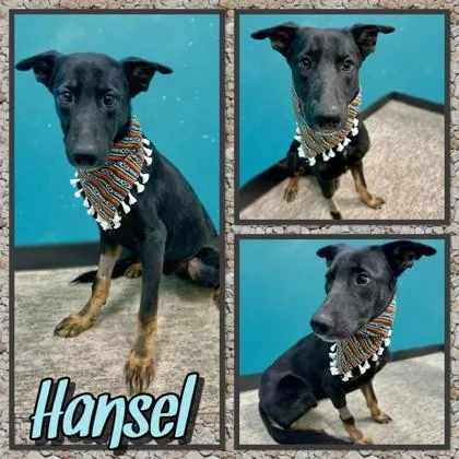 A baby medium-sized male German Shepherd Dog dog named Hanzel for adoption in Seagoville, TX