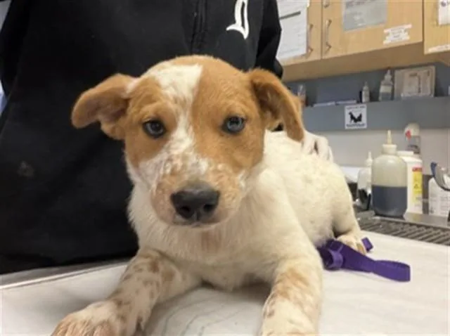 A baby small-sized female Australian Cattle Dog / Blue Heeler dog named Cherry for adoption in Riverside, CA