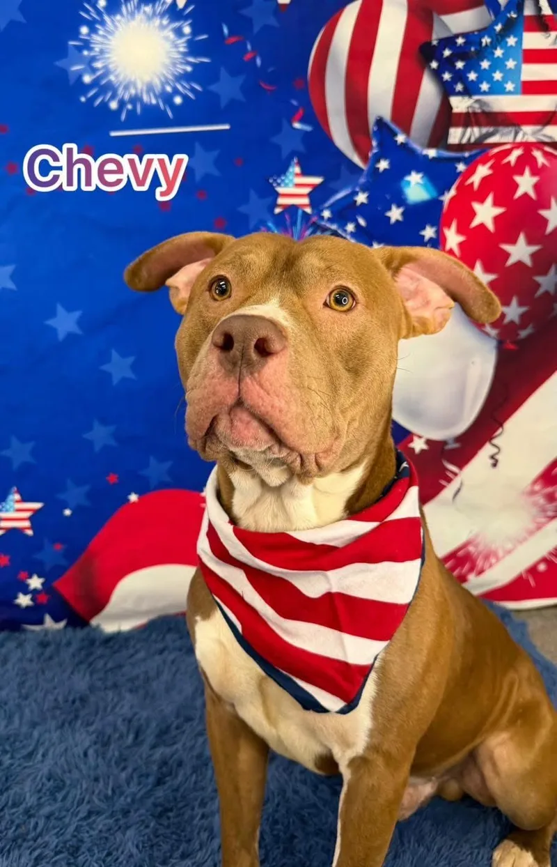 An adult medium-sized male Brown / Chocolate Mixed Breed dog named Chevy for adoption in Flint, MI