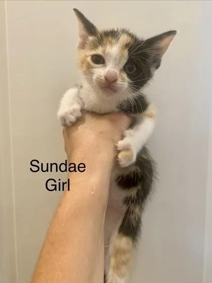 Sundae
