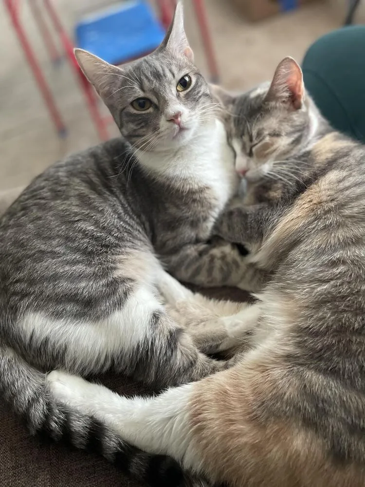 A baby small-sized female Domestic Short Hair cat named Mango for adoption in Brewster , NY