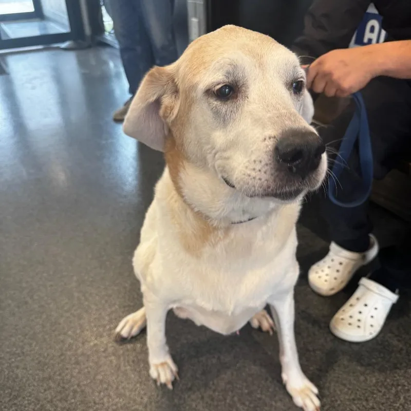 Lillypad thumbnail 3