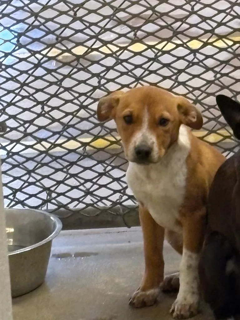 A baby small-sized male Australian Cattle Dog / Blue Heeler dog named Neptune for adoption in Belton, TX