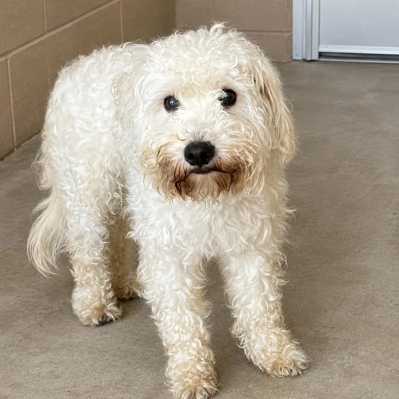 An adult small-sized male White / Cream Shih Tzu dog named Lincoln for adoption in Waldorf, MD