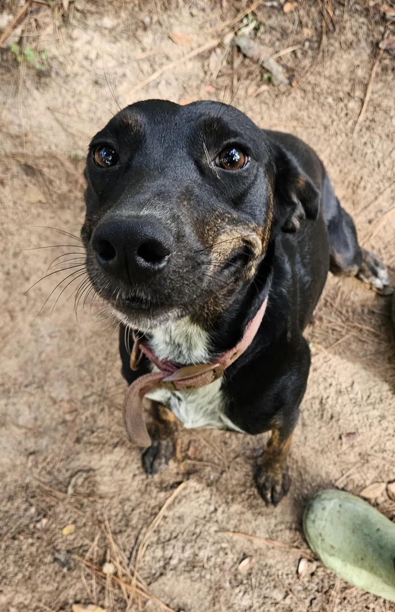 Mollie thumbnail 3