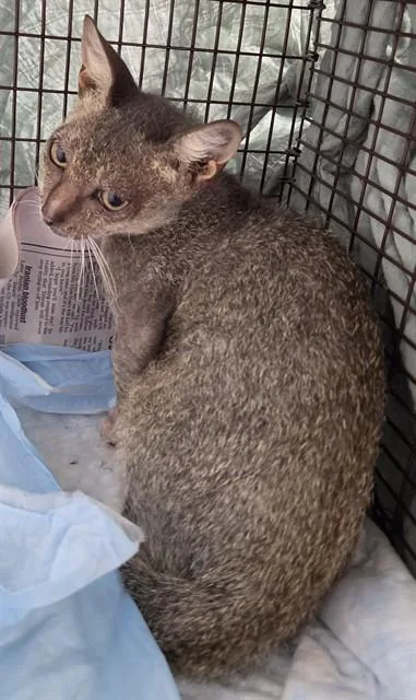 A baby small-sized female Devon Rex cat named Wren for adoption in Fort Lauderdale, FL