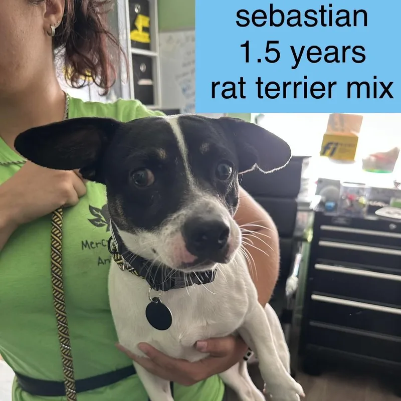A young medium-sized male Black Rat Terrier dog named Sebastian for adoption in Tampa, FL