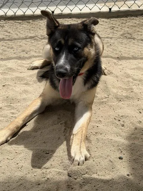 A young medium-sized male Shepherd dog named Augie for adoption in Thousand Palms, CA