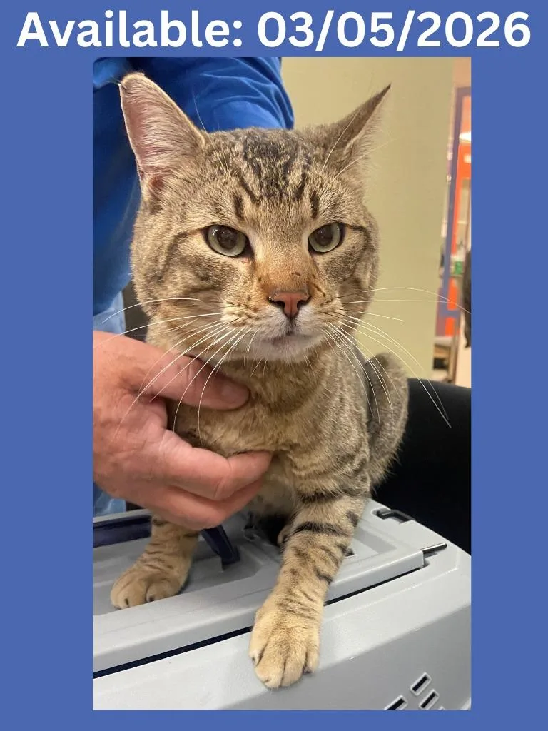 Petco Condo thumbnail 2