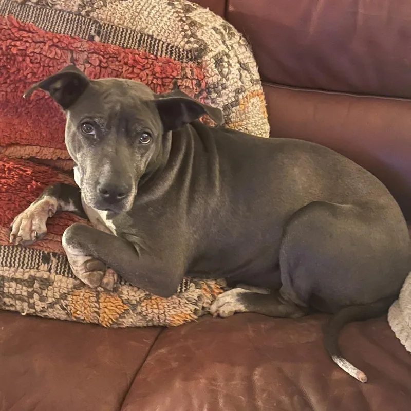 Miss Juliet thumbnail 2