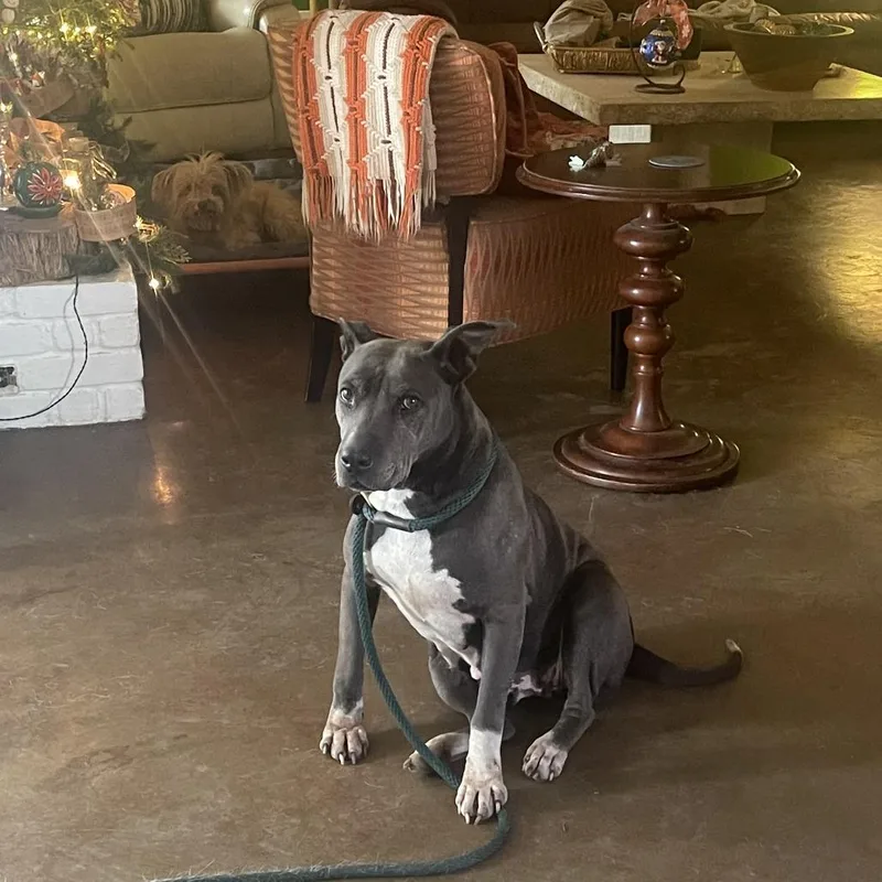 Miss Juliet thumbnail 3