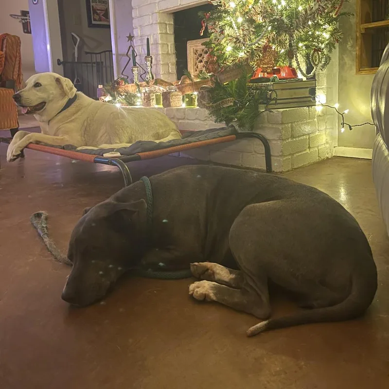 Miss Juliet thumbnail 5