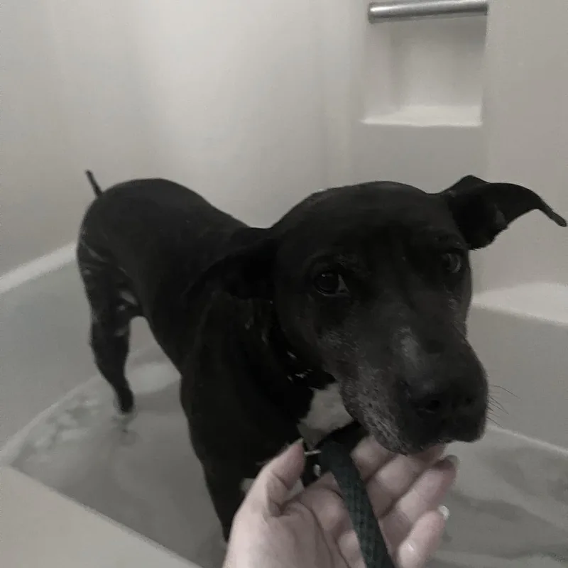 Miss Juliet thumbnail 6