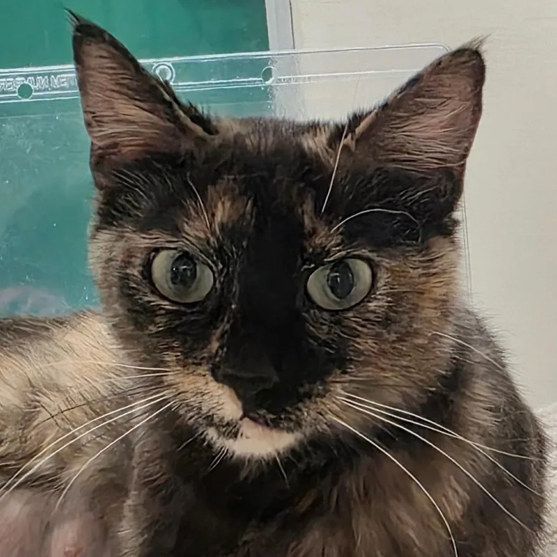 A young small-sized female Tortoiseshell Domestic Short Hair cat named Marimba for adoption in Reno, NV