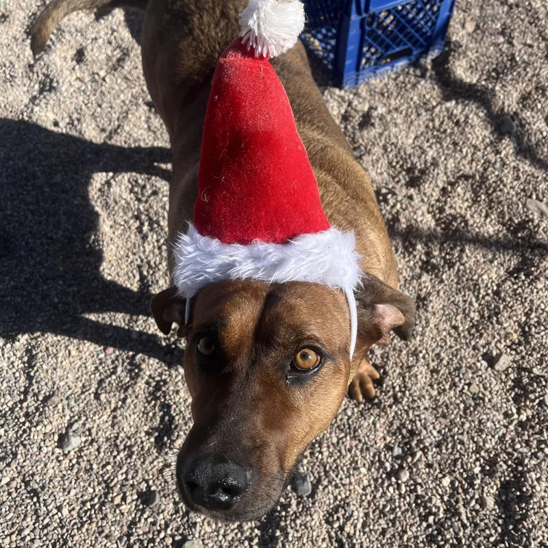 An adult medium-sized female Brown / Chocolate Redbone Coonhound dog named Birdie for adoption in Cedar City, UT
