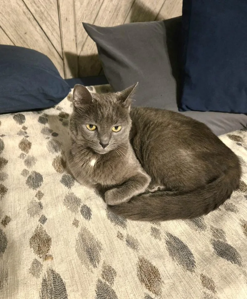 Cinder Fall thumbnail 2