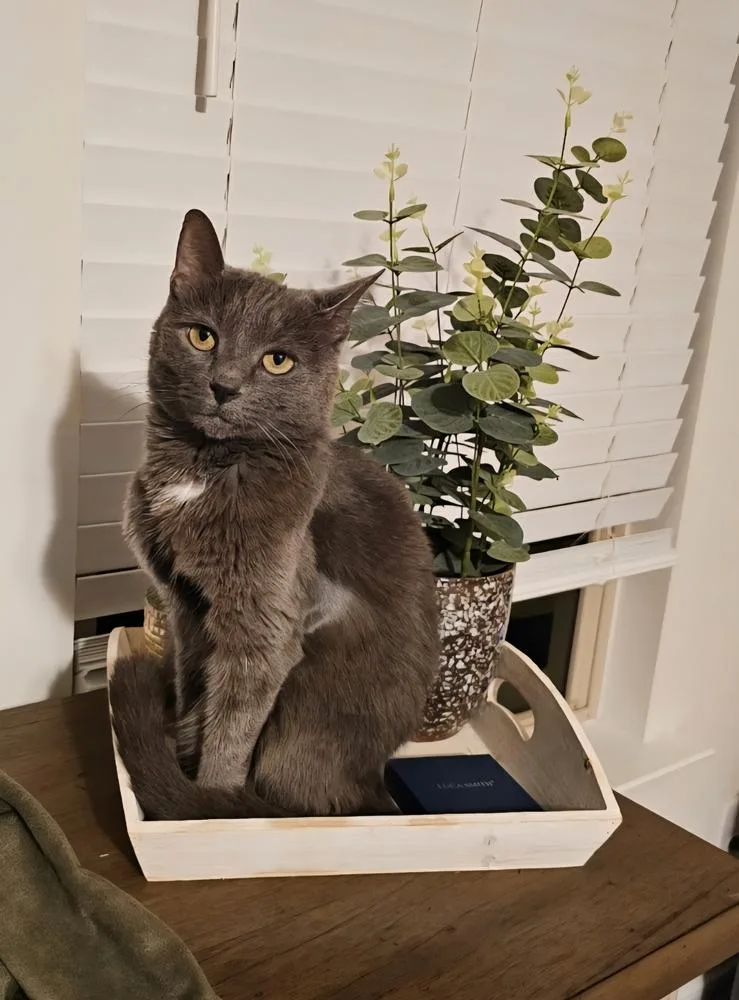 Cinder Fall thumbnail 4