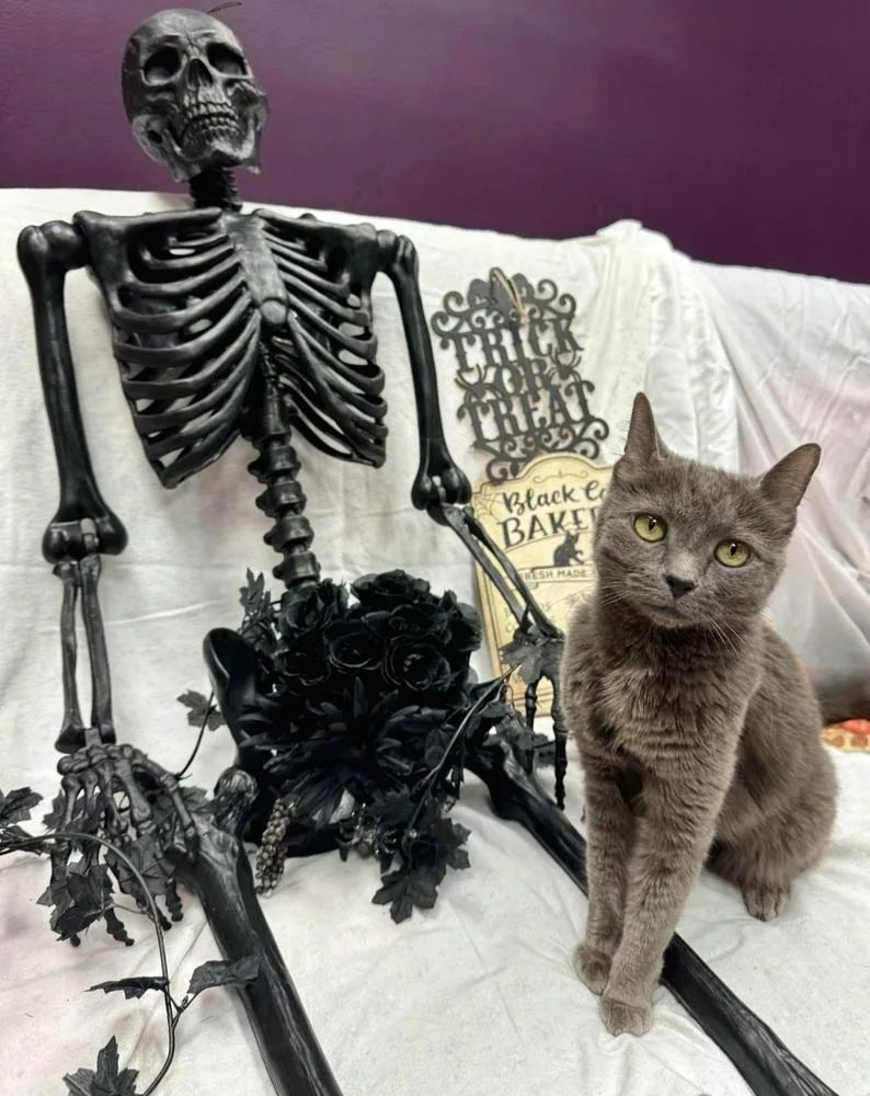 Cinder Fall thumbnail 5