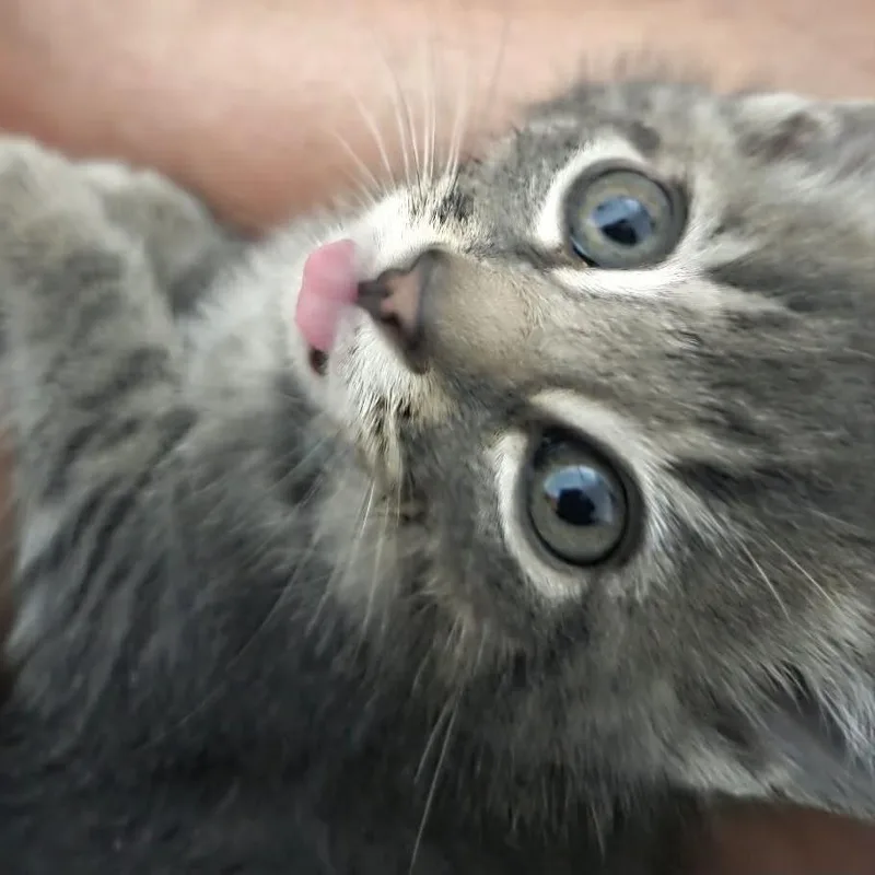 Gibson thumbnail 2