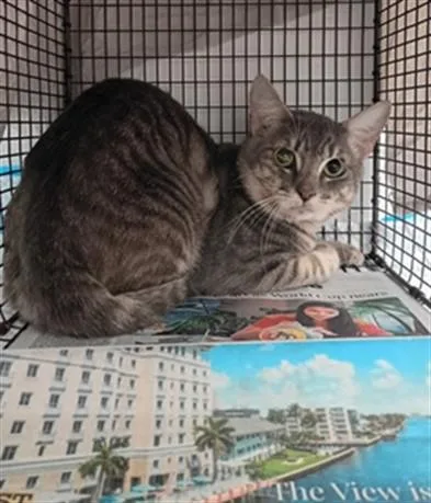 An adult small-sized male Domestic Short Hair cat named Pancake for adoption in Fort Lauderdale, FL