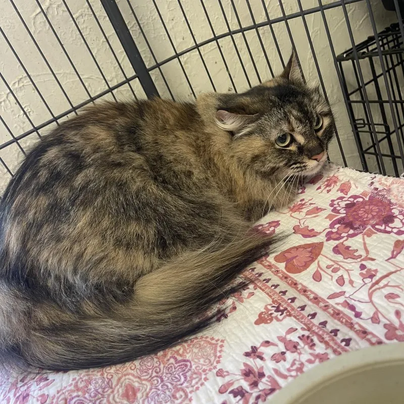 An adult medium-sized female Brown / Chocolate Domestic Long Hair cat named Sassy for adoption in Tulsa, OK