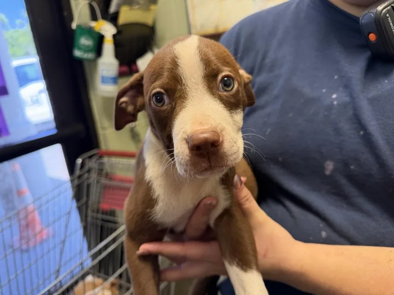 A baby small-sized male Pit Bull Terrier dog named Logan for adoption in Tulsa, OK