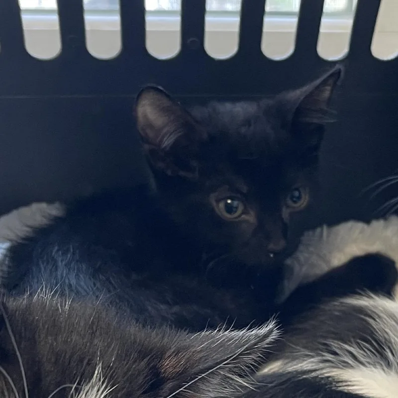 A baby small-sized female Black Domestic Short Hair cat named Tai for adoption in Walden, NY