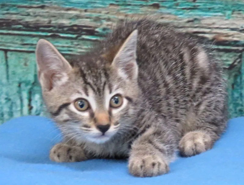 A baby medium-sized female Tabby (Brown / Chocolate) Domestic Short Hair cat named Melody for adoption in Lexington, VA