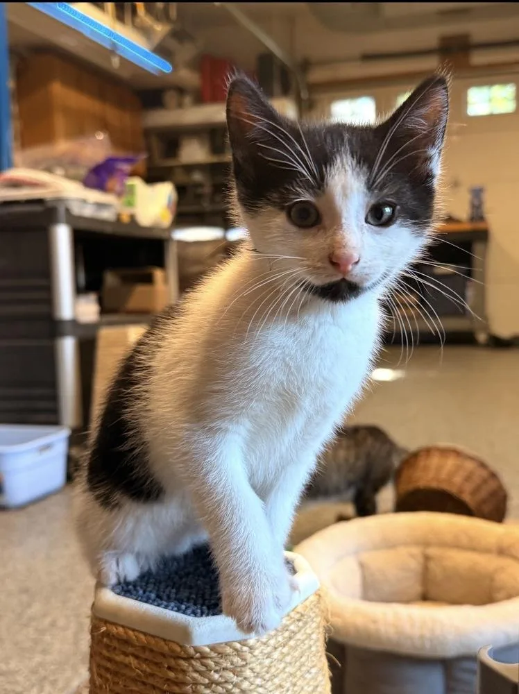 A baby small-sized male Black & White / Tuxedo Domestic Short Hair cat named Bear for adoption in Palatine, IL