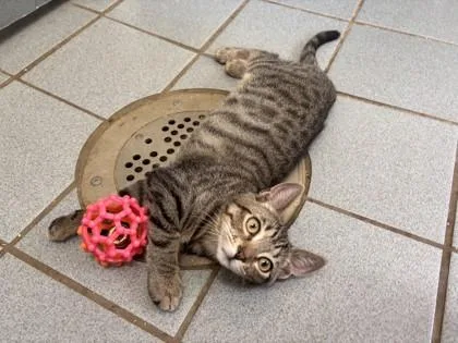 A baby small-sized female Domestic Medium Hair cat named Pepper for adoption in Honolulu, HI