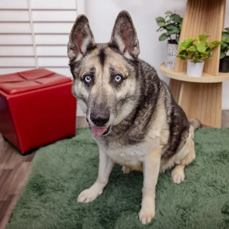 A senior large-sized male Shepherd dog named Alex Bowman for adoption in Los Angeles, CA
