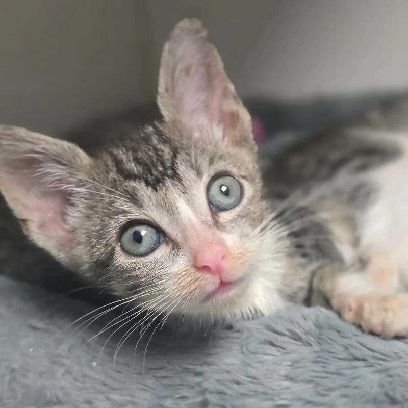 A baby small-sized female Domestic Short Hair cat named Chippy for adoption in San Antonio, TX