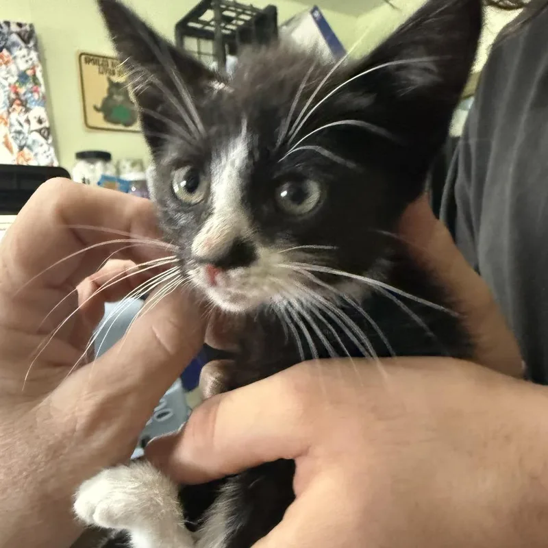 A baby small-sized female Black Domestic Medium Hair cat named Tohru aka Socks for adoption in San Antonio, TX