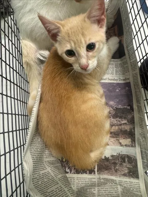 A baby medium-sized male Domestic Short Hair cat named Sun for adoption in Los Angeles, CA
