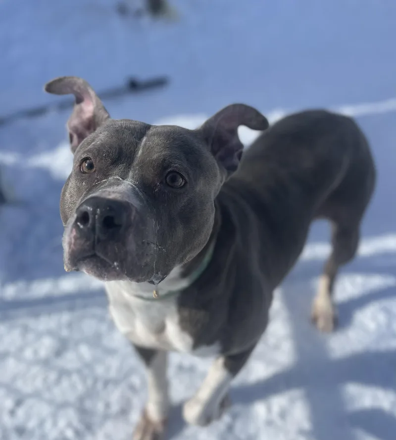 Jenny Jigsaw thumbnail 2