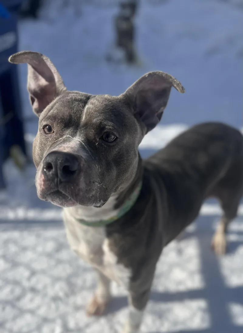 Jenny Jigsaw thumbnail 3