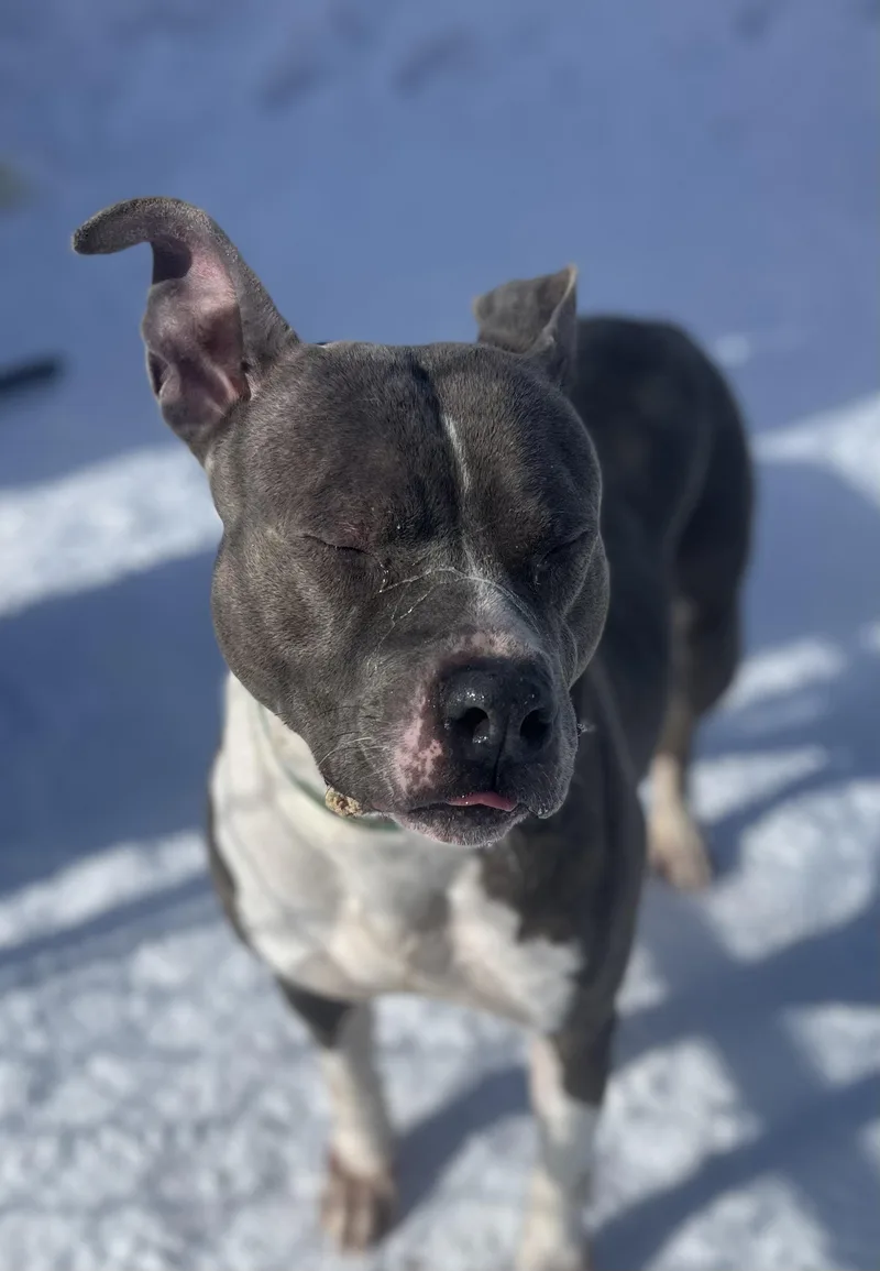 Jenny Jigsaw thumbnail 4