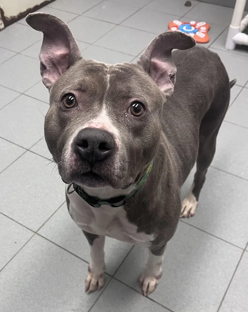 Jenny Jigsaw thumbnail 5